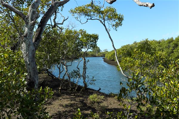 Nudgee Beach Wetlands Reserve (11/05/2023 - Credits: Screen Queensland)