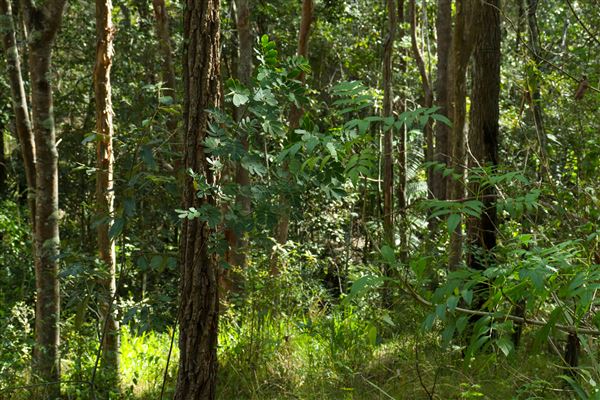 Enoggera Reservoir (12/05/2023 - Credits: Screen Queensland)