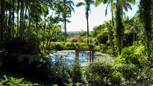 Rainforest Gardens (15/06/2023 - Credits: Screen Queensland)