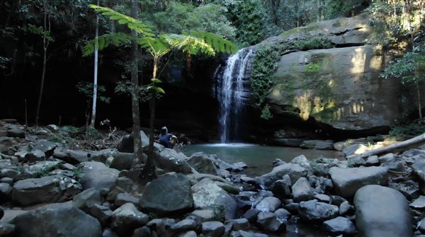 Buderim Forest Park (1/07/2023)