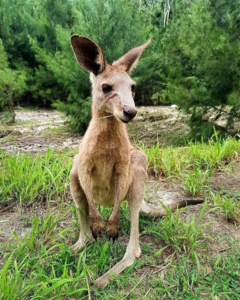 Sandstone Park Carnarvon Gorge (23/03/2025 - Credits: submitted by: Melanie Wheatley)