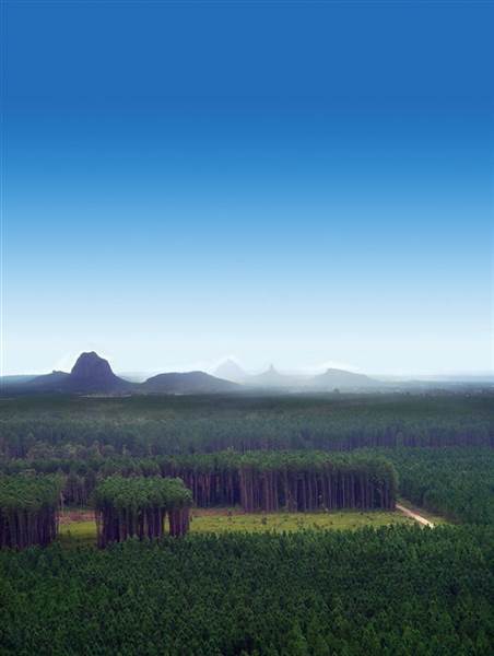 Coochin Creek - Pine Plantation / Qld State Forest (12/06/2009)