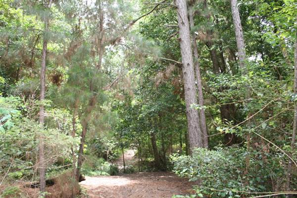 Coochin Creek - Pine Plantation / Qld State Forest (12/06/2009)