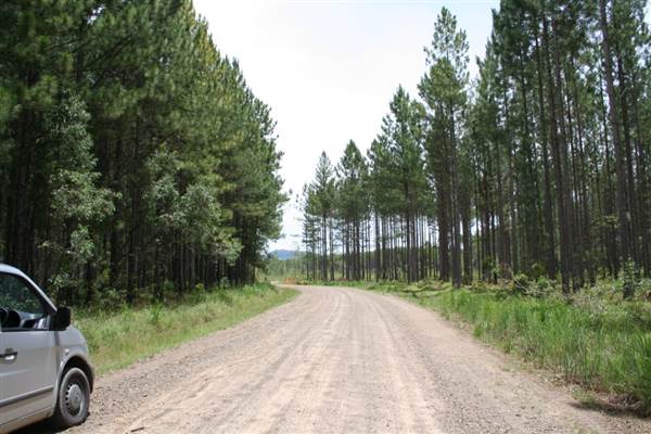 Coochin Creek - Pine Plantation / Qld State Forest (12/06/2009)
