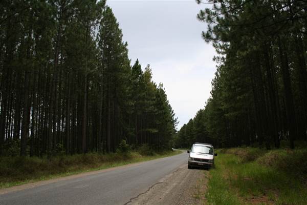 Coochin Creek - Pine Plantation / Qld State Forest (12/06/2009)