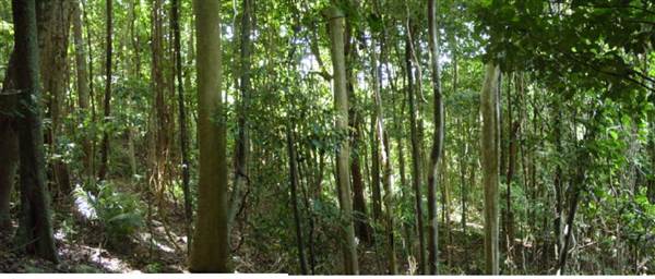 Cairns Region - Bramston Beach (24/07/2012)
