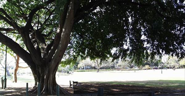 New Farm Park (12/11/2013)