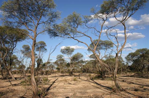 Rangelands Station (14/10/2005)