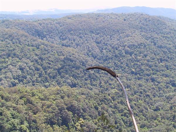 Springbrook National Park (26/09/2007)