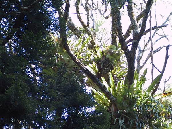 Springbrook National Park (26/09/2007)