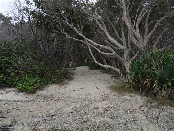 Minjeeribah (North Stradbroke Island) - Home Beach (1/02/2014 - Credits: Angus Ledgerwood)
