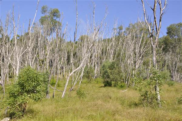 Bonogin Backlot - Dead Tree Paddock (31/03/2015 - Credits: Angus Ledgerwood)