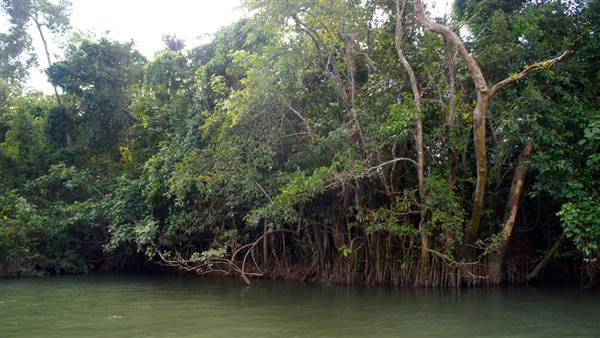 Mulgrave River (Cairns Region) (25/06/2015)