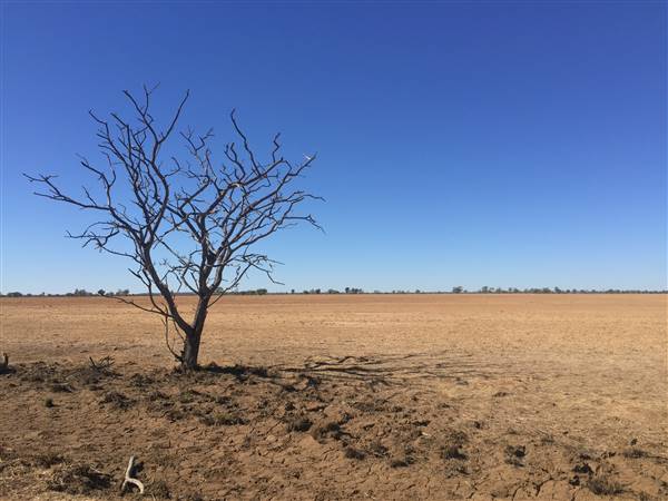 Dead Tree Patch (22/07/2015 - Credits: Neil McGregor)