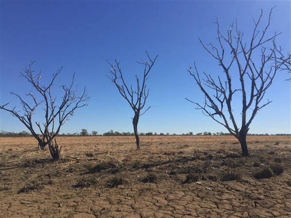 Dead Tree Patch (22/07/2015 - Credits: Neil McGregor)