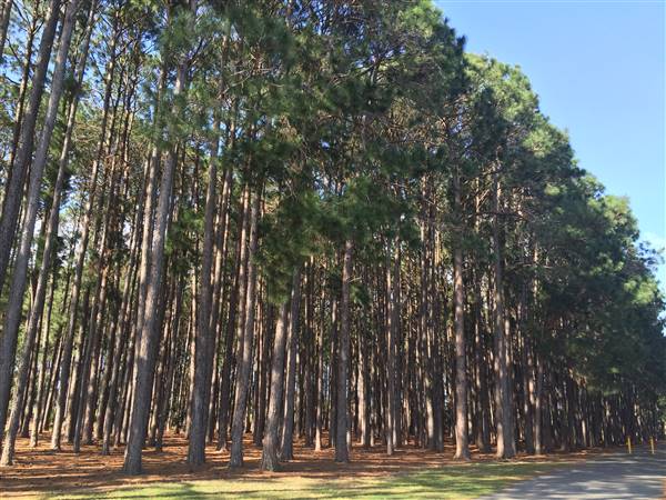 Pine Forest, Riverside Skate Park & Open Sports Fields - Pizzey Park