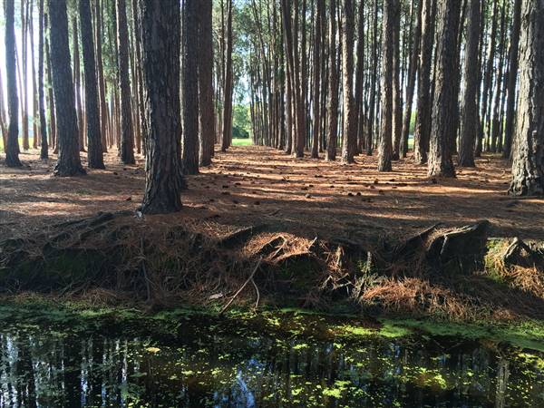 Pine Forest, Riverside Skate Park & Open Sports Fields - Pizzey Park