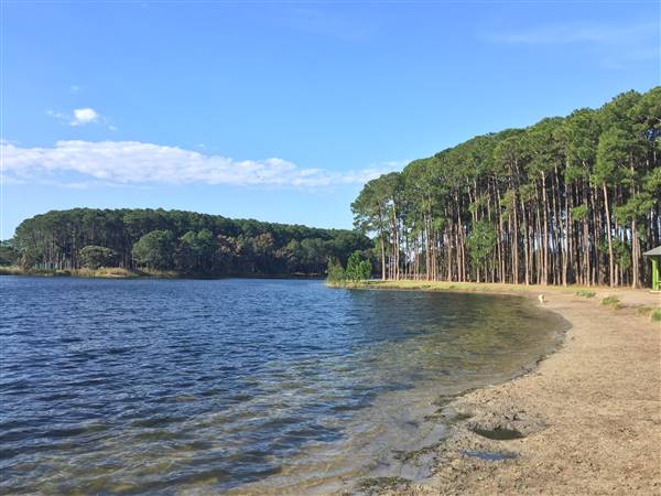 Pine Forest, Riverside Skate Park & Open Sports Fields - Pizzey Park
