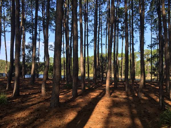 Pine Forest, Riverside Skate Park & Open Sports Fields - Pizzey Park