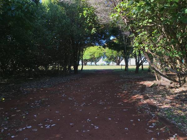 St Helena - Tree Areas & Rainforest (23/09/2015 - Credits: Neil McGregor)