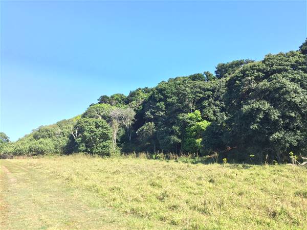 St Helena - Tree Areas & Rainforest (23/09/2015 - Credits: Neil McGregor)