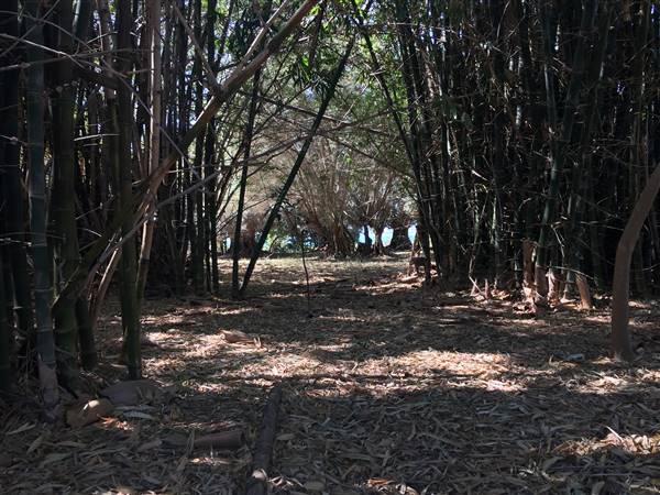 St Helena - Tree Areas & Rainforest (23/09/2015 - Credits: Neil McGregor)