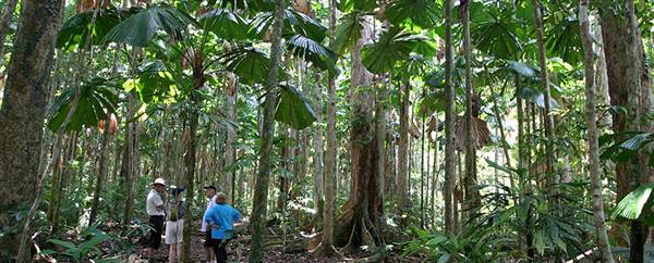 Daintree Fan Palm Forest (16/11/2015)