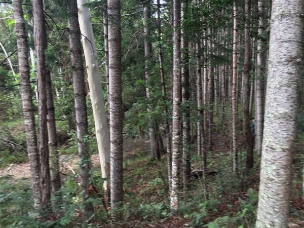 Bonogin Backlot & Pine Forest (11/03/2016 - Credits: Neil McGregor)