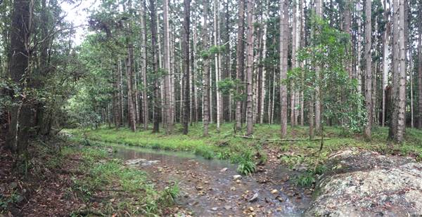 Bonogin Backlot & Pine Forest (11/03/2016 - Credits: Neil McGregor)