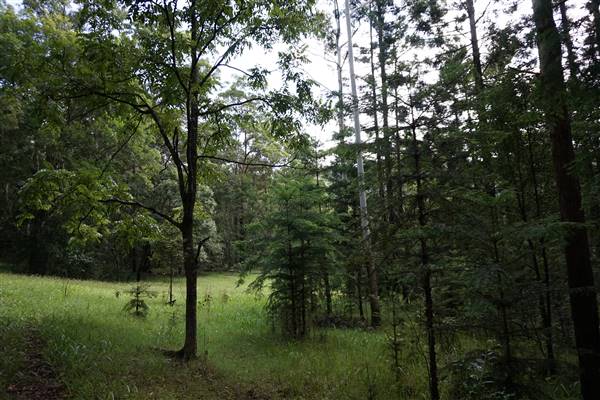 Hillside Hoop Pine Forest (14/04/2016 - Credits: Neil McGregor)