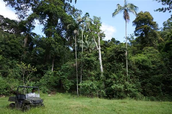 Hinterland Jungle Backlot (10/02/2017 - Credits: Neil McGregor)