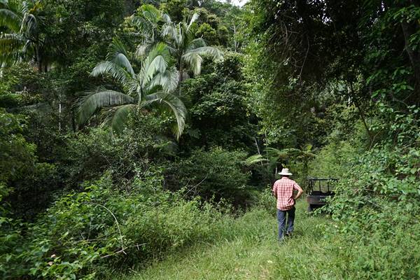 Hinterland Jungle Backlot (10/02/2017 - Credits: Neil McGregor)