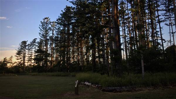 The Secret Forest - Oxley Creek Common