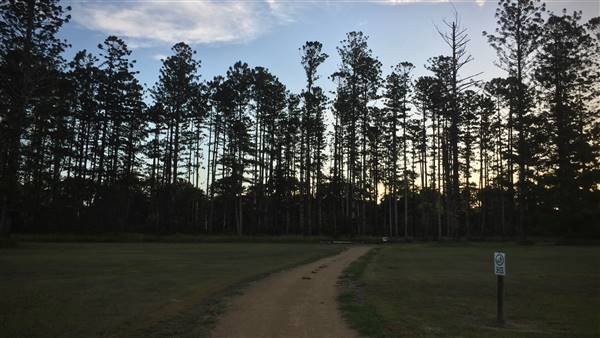 The Secret Forest - Oxley Creek Common