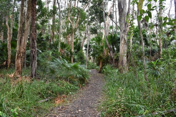 Fig Tree Point (Noosa Everglades) (13/07/2017 - Credits: Kathryn Metcalfe)