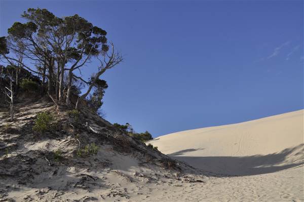 Mulgumpin (Moreton Island) - Big Sand Hills (11/04/2015 - Credits: Angus Ledgerwood)