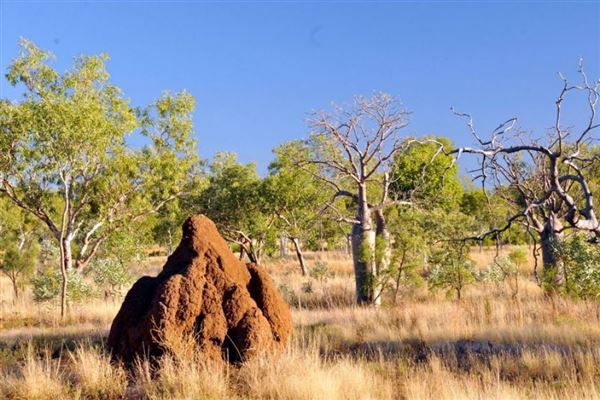 Lawn Hill Gorge (Camooweal Region) (1/06/2019 - Credits: unknown)