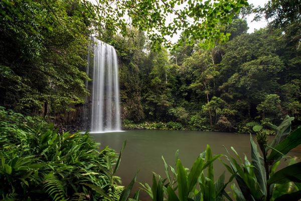 Milla Milla - Region (1/11/2019 - Credits: Tourism Tropical North Queensland)