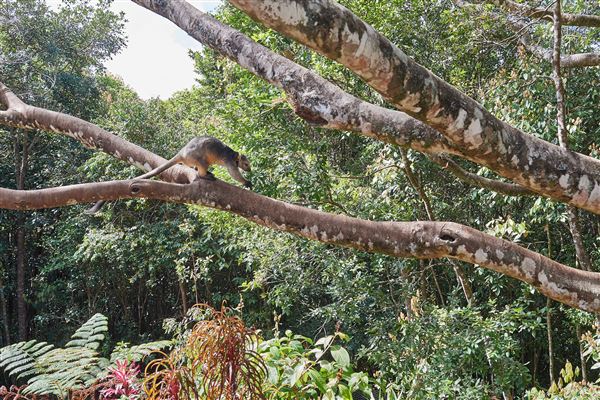 Lumholtz Lodge (7/09/2018 - Credits: John de Rooy, Atherton Tableland Photography)