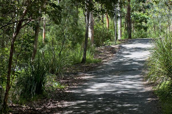 Mt Coot-tha Forest - Overview - Image Sourced - Do Not Make Public (14/12/2020)