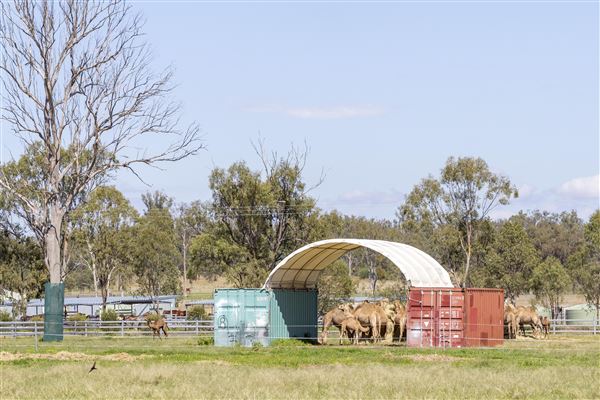 Summer Land Camel Farm (20/10/2021 - Credits: Ipswich City Council)