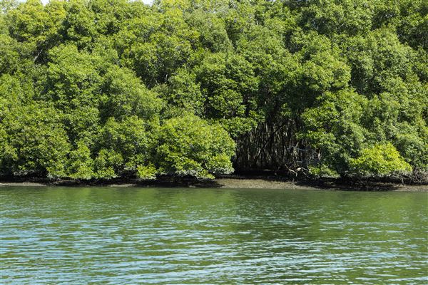 Curlew Park - Cabbage Tree Creek (11/05/2023 - Credits: Screen Queensland)
