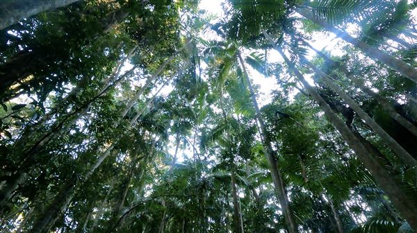 Buderim Forest Park (1/07/2023)
