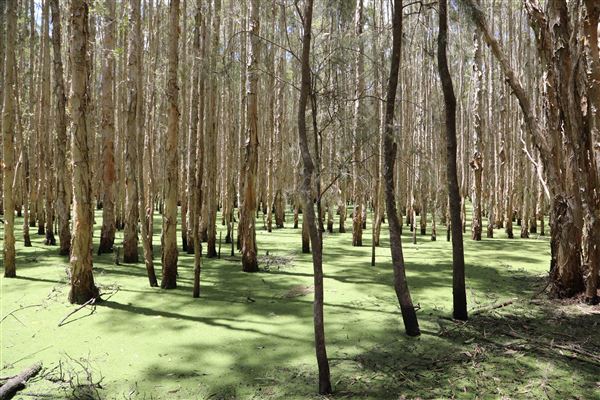 Gold Coast - Coombabah Lakelands (16/11/2022 - Credits: Duncan Jones)