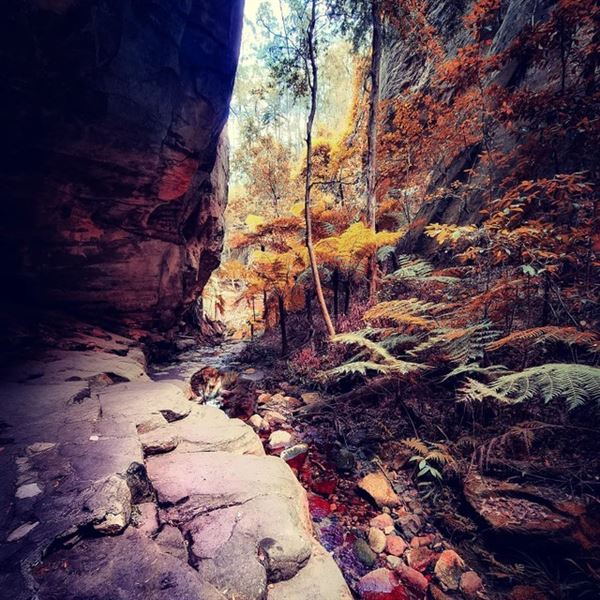 Sandstone Park Carnarvon Gorge (23/03/2025 - Credits: submitted by: Melanie Wheatley)