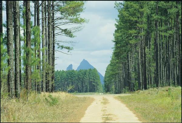 Coochin Creek - Pine Plantation / Qld State Forest (12/06/2009)