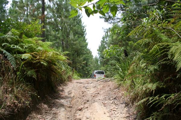 Coochin Creek - Pine Plantation / Qld State Forest (12/06/2009)