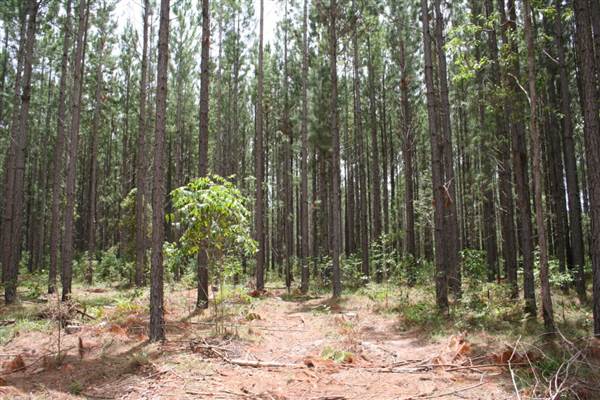 Coochin Creek - Pine Plantation / Qld State Forest (12/06/2009)
