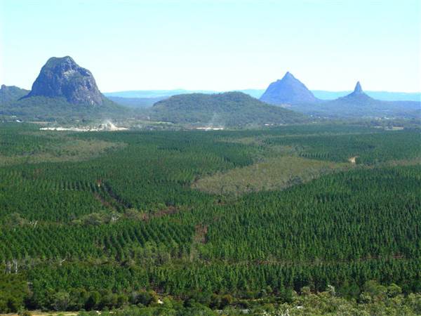 Coochin Creek - Pine Plantation / Qld State Forest (12/06/2009)