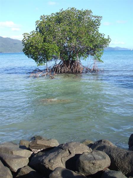 Hook Island (21/07/2009)